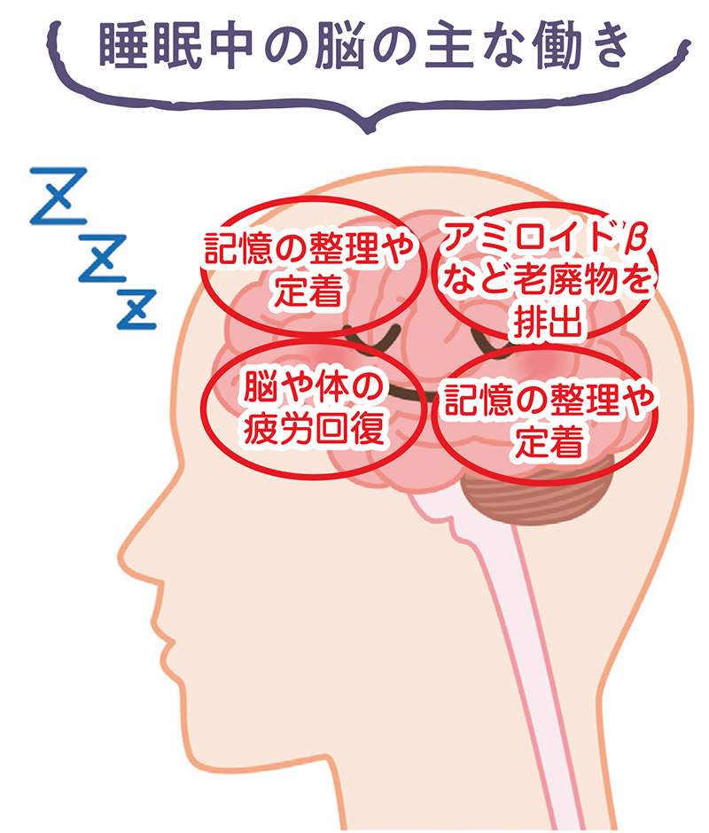 睡眠中の脳の主な働き