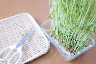 “節約の味方”「豆苗」の再生栽培を成功させるコツを野菜ソムリエプロが伝授！“再生豆苗”は生食がおすすめ