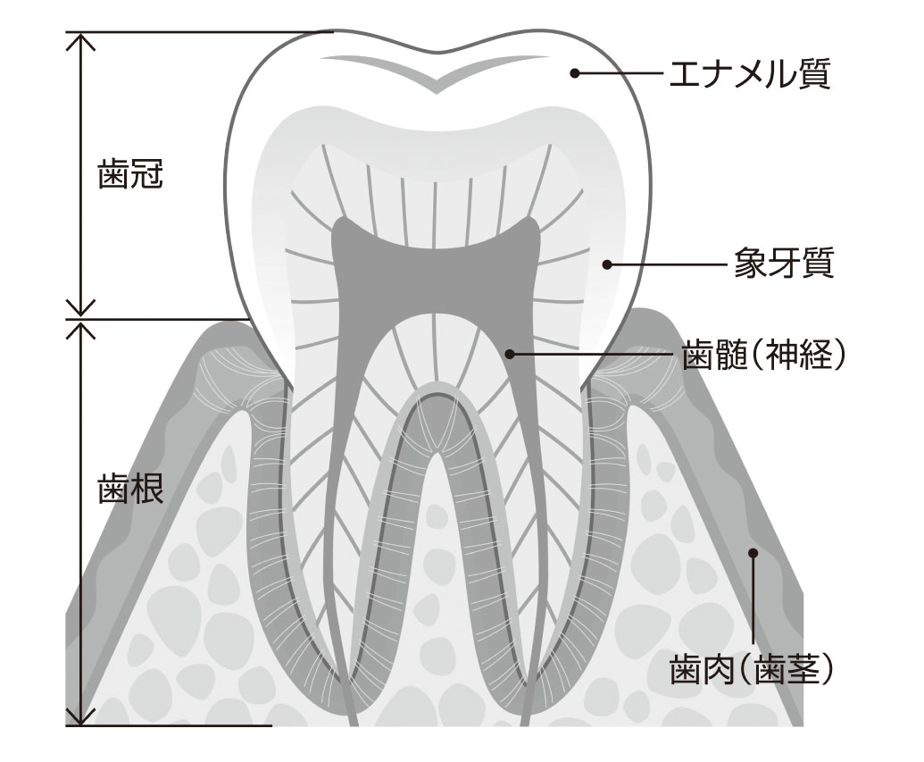 歯科医院のホワイトニングはエナメル質と象牙質に作用する（イラスト／Koti／PIXTA）