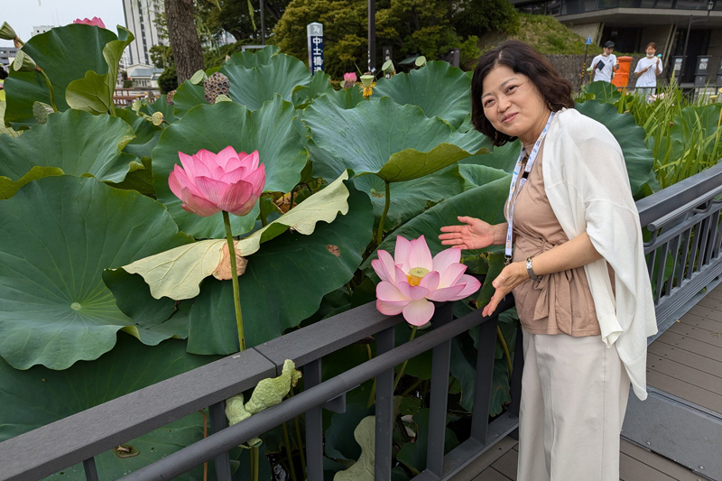 秋田駅からすぐの千秋公園。訪れたときはダイナミックな蓮の花が咲いていた