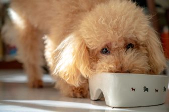 《飲水・排尿の減少は泌尿器疾患リスクに》寒い冬でも犬に水を飲ませるには？獣医師が解説