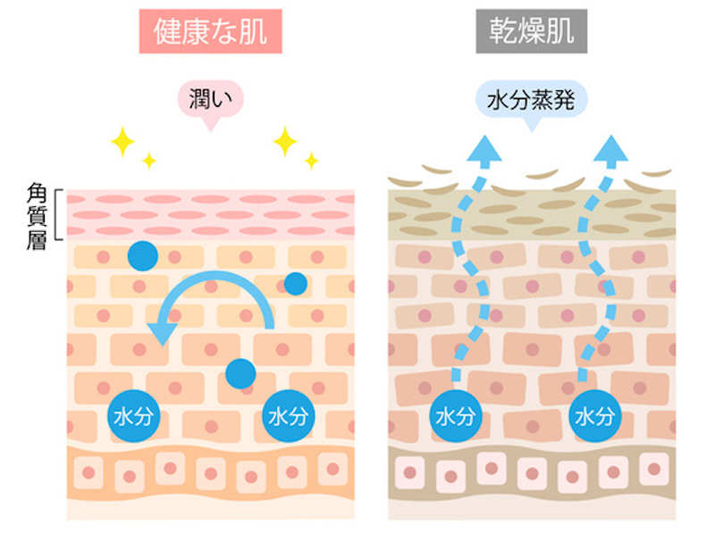 肌が乾燥するメカニズムを図解