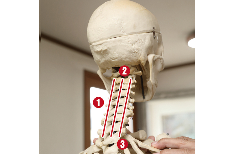 人骨模型の首の部分に1〜3まで番号が振ってあるイメージ写真