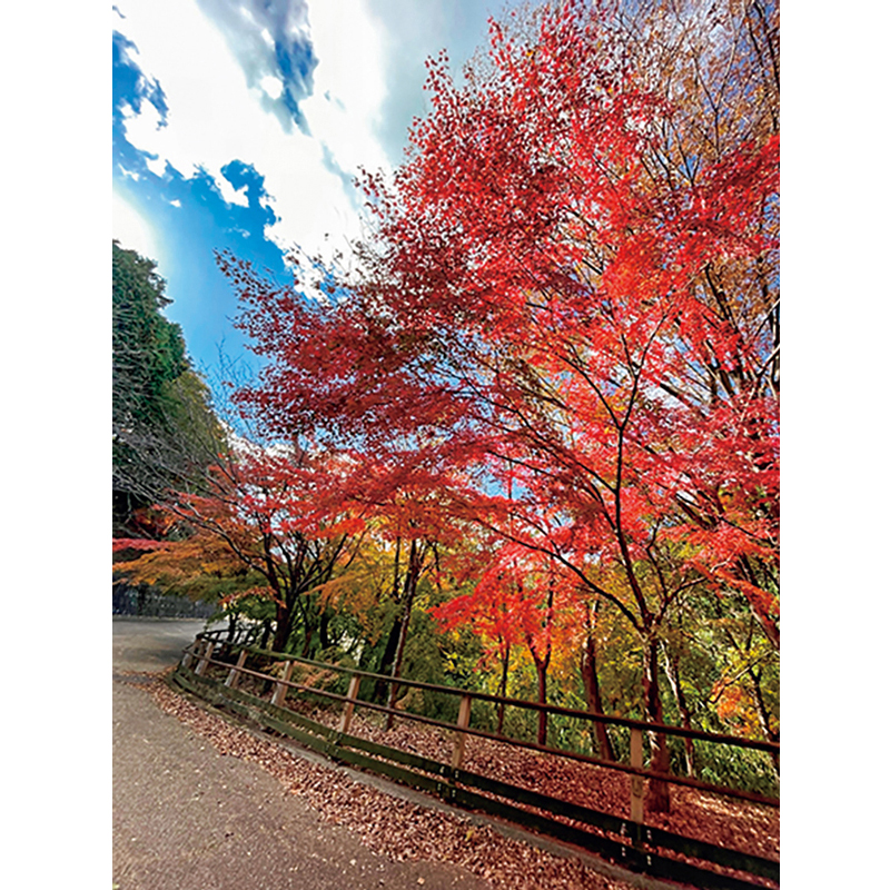 枚岡駅から生駒山上駅を目指すおすすめルートでは、美しい紅葉が堪能できる