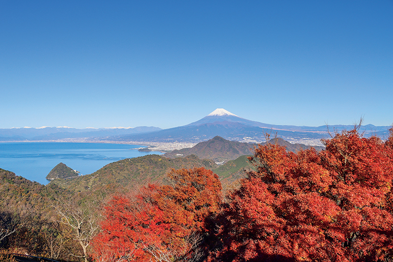 葛城山の山頂から眺める富士山。秋は赤く染まった木々と富士山のコラボレーションが見事