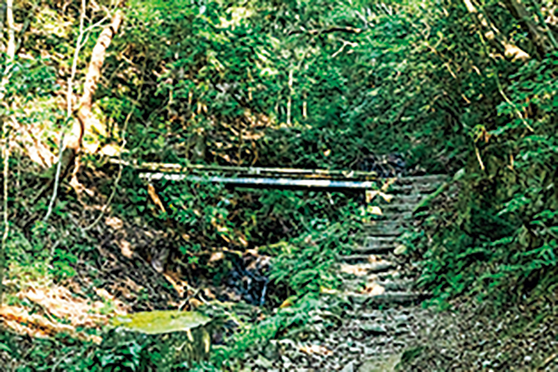 摩耶山の南側斜面を流れる青谷川に沿った道