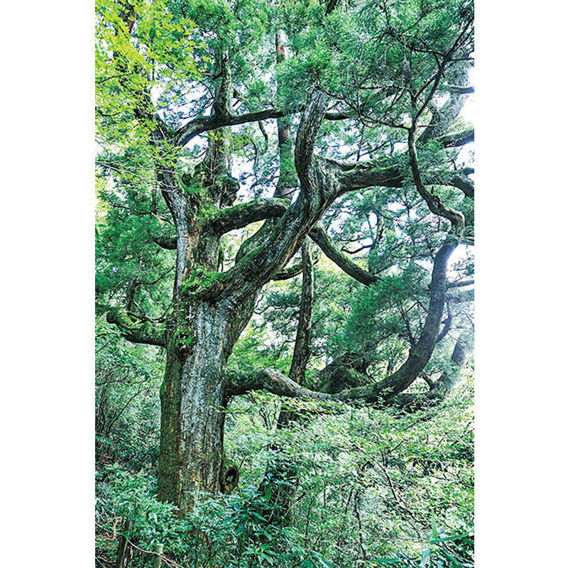 御幸ヶ原近くの推定樹齢800年の紫峰杉