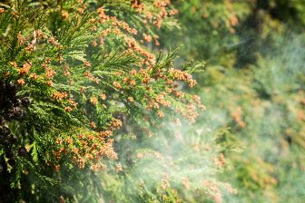 【花粉シーズン到来】近年増加している「子どもの花粉症」に有効な治療法は　医師が解説する「レーザー治療」　約80%が鼻づまり、鼻水やくしゃみの改善を実感したとの報告も