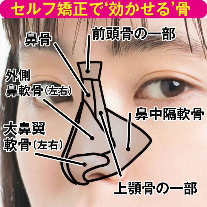 鼻中隔軟骨は、鼻の中心にあり左右を分けている軟骨で、鼻を触っても指に感じる部分ではない（イラスト／鈴木みゆき）