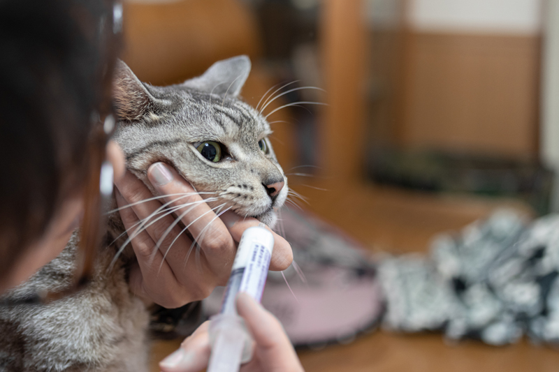 シロップ状の薬剤を専用のシリンジを使って経口投与する（写真／イメージマート）