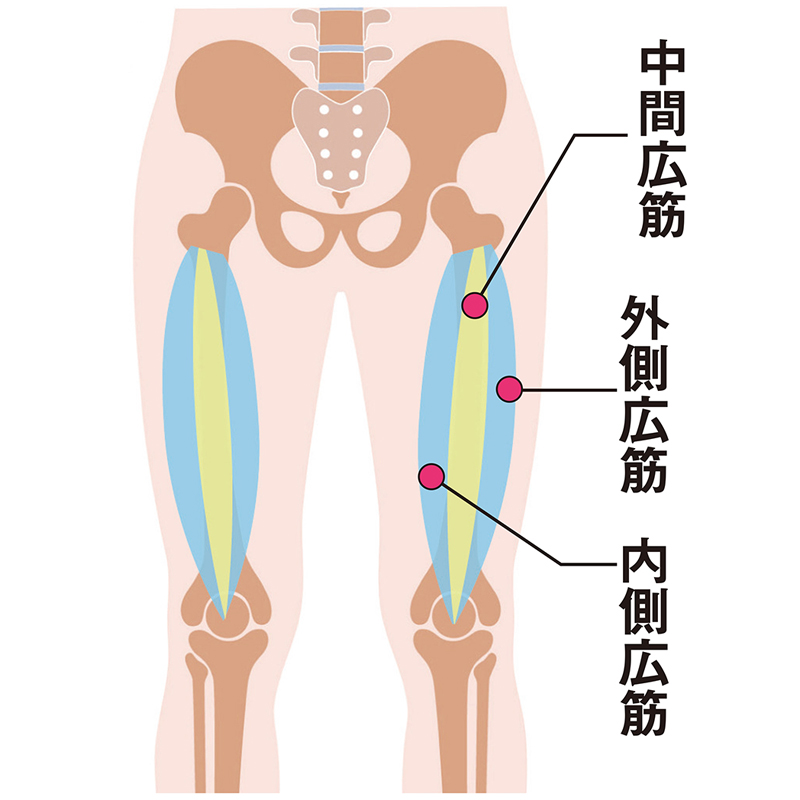 大腿四頭筋の3つの筋肉にアプローチ（イラスト／Pikovit／PIXTA）