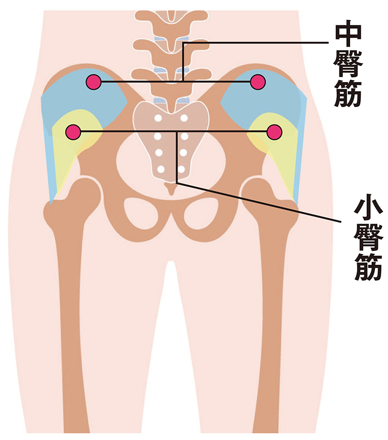 臀部の筋肉にアプローチ（イラスト／Pikovit／PIXTA）