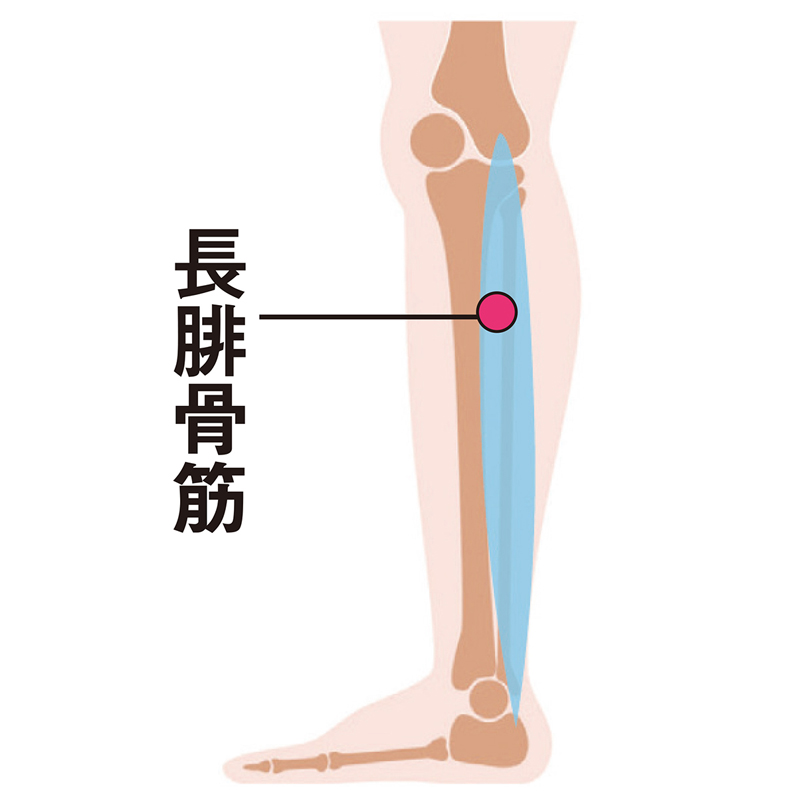 長腓骨筋にアプローチ（イラスト／Pikovit／PIXTA）