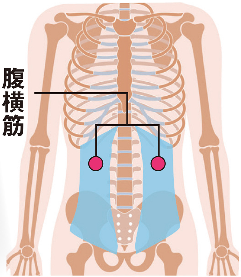 腹横筋にアプローチ（イラスト／Pikovit／PIXTA）