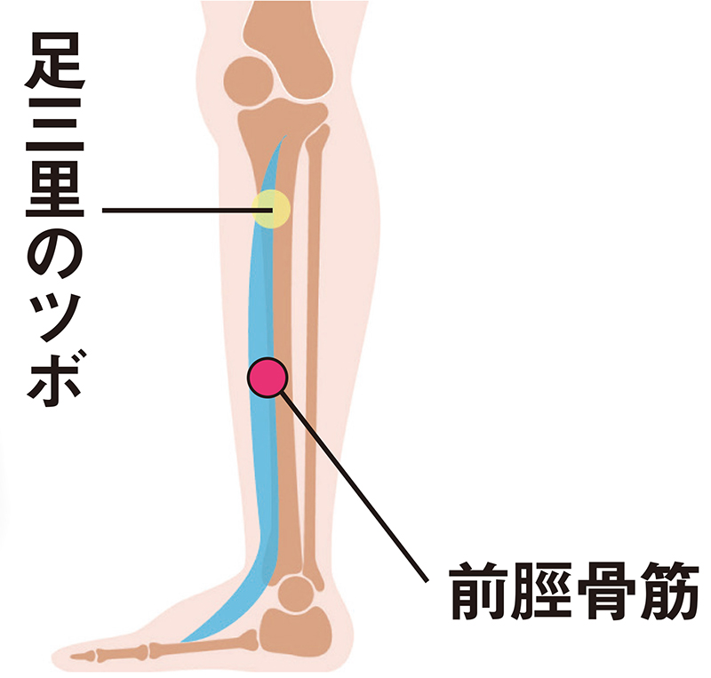 足三里のツボと前脛骨筋にアプローチ（イラスト／Pikovit／PIXTA）