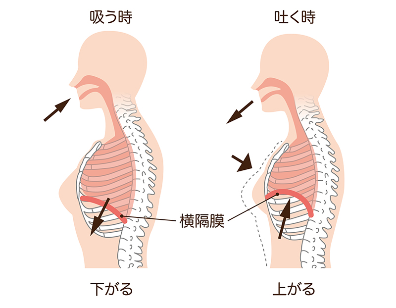 呼吸の仕組み