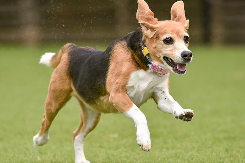 ビーグル犬