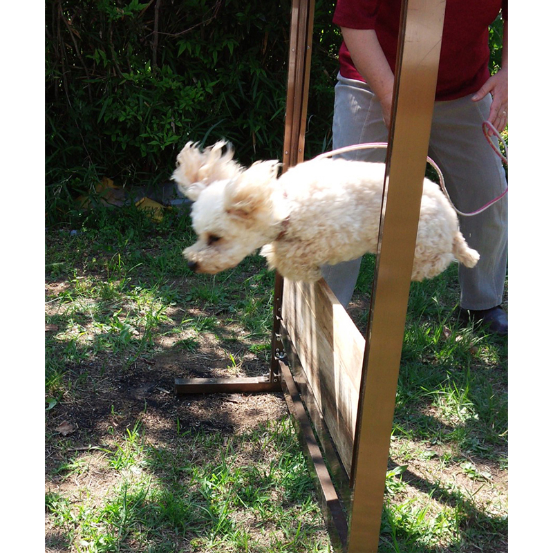 トイプードルの警察犬・アンズちゃん