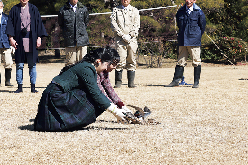 捕獲した鴨を放つ愛子さまと佳子さま