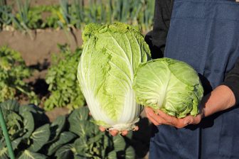 「大根でロールキャベツ」「カリフラワーで八宝菜」“高騰野菜”を家計にやさしい野菜で代替！野菜ソムリエが伝授するレシピ