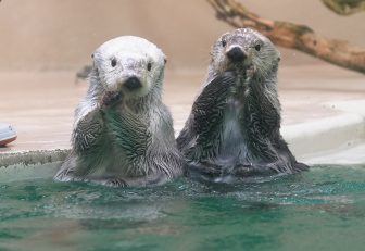 国内では唯一「鳥羽水族館」でしか見られない！“最後のラッコ”「メイとキラ」をどう飼育しているのか？ごはんの準備からトレーニングまで