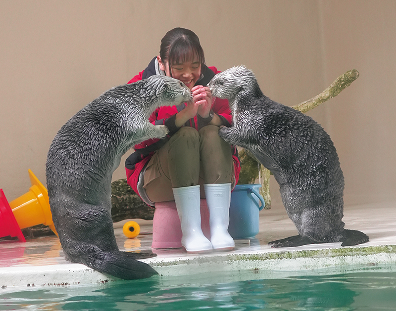 メスのラッコ・メイとキラ