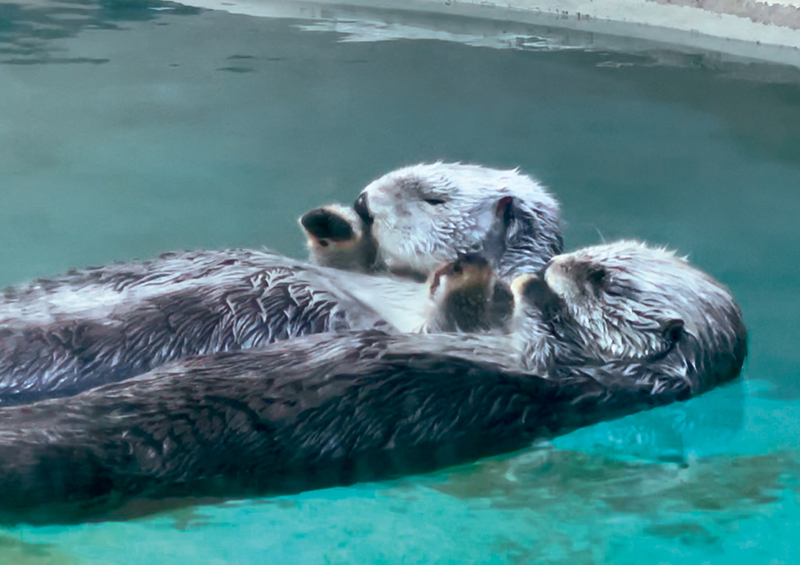 手を握ってすやすや（写真提供／鳥羽水族館）