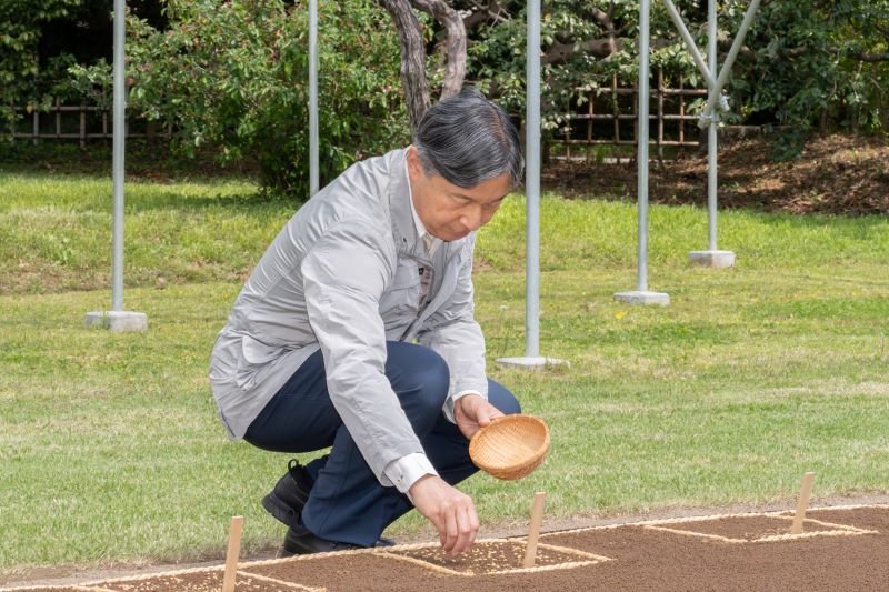 皇居内にある苗代で稲の種もみをまかれる天皇陛下（2024年4 月／宮内庁提供）