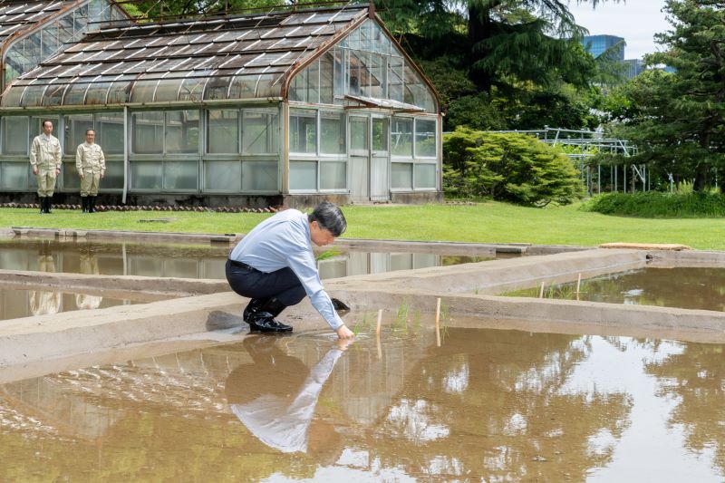 お田植えをされる天皇陛下（2024年5 月／宮内庁提供）