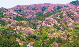 特有種が11種類も！》紀貫之も歌に詠んだ茨城県桜川市の「桜」の魅力
