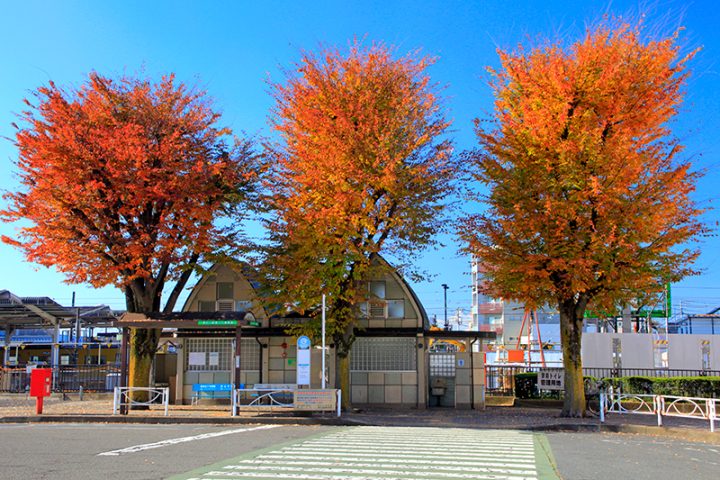 移植か伐採が検討されている「志村けんの木」（写真／アフロ）