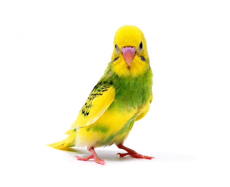 インコ