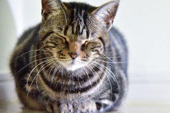 《飼い主に緊急事態が起きた時に愛するペットを守る12の方法》緊急連絡先、エンディングノート、…