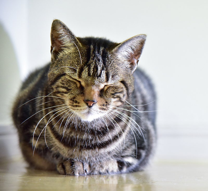 猫