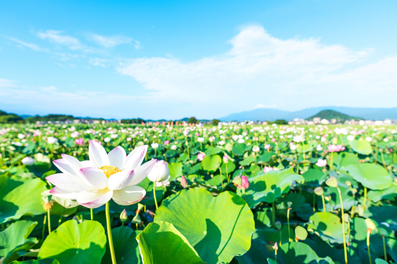 蓮の花が広がる池