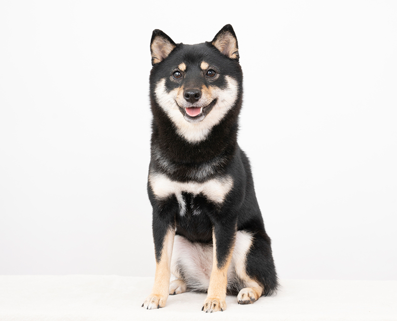 犬
