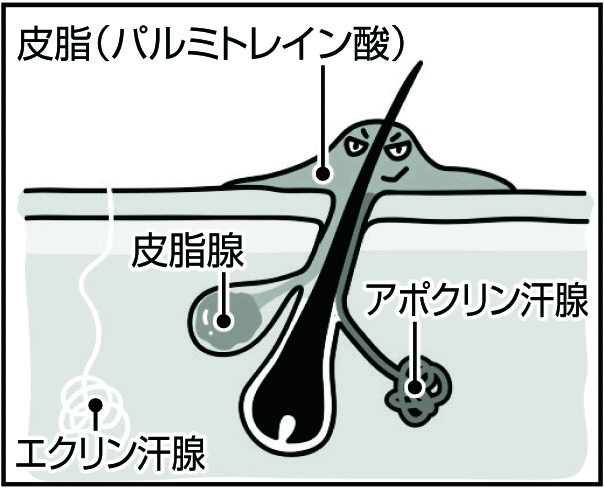 年齢とともに、皮脂に含まれるパルミトレイン酸の量が増える。 