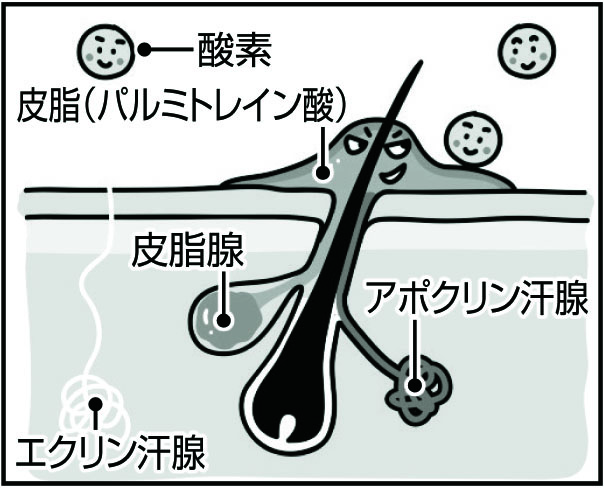 パルミトレイン酸は酸素や過酸化脂質によって分解・酸化される。