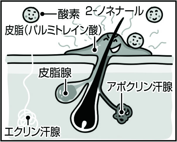 分解・酸化によって加齢臭の原因成分「2-ノネナール」が発生。