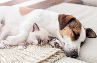 《犬・猫の熱中症予防策》夏バテを防ぐポイントを獣医師が解説「エアコンは人間の適温+1℃に設定…