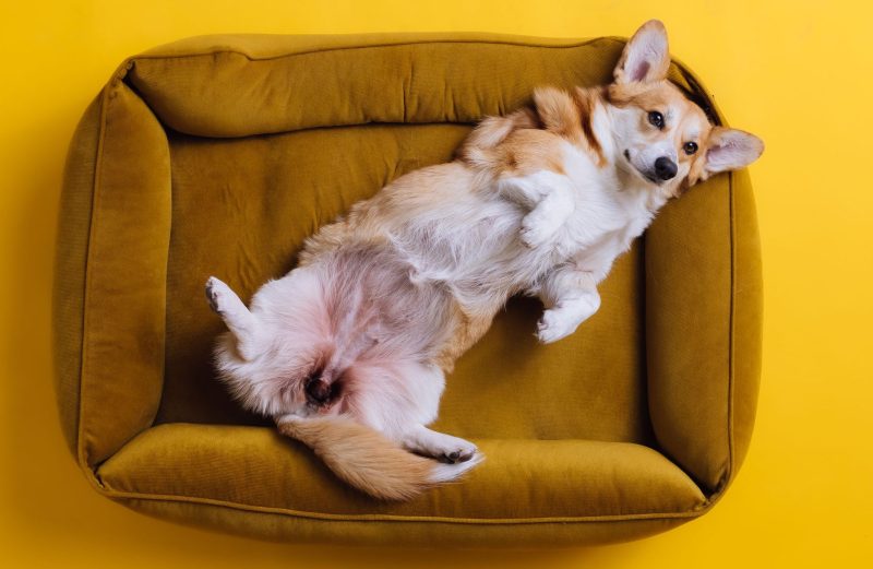 犬