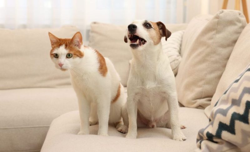 猫と犬