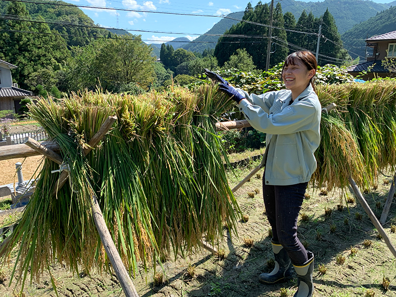 稲刈り後に行う穂掛け作業（写真提供：SAGOJO）