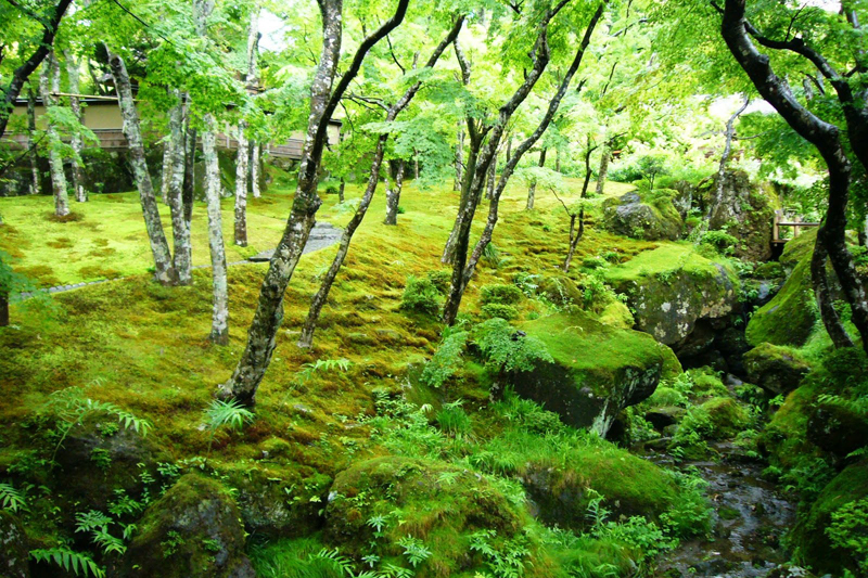 雨に濡れて美しさを増す神仙郷の苔庭（神奈川県・箱根美術館）