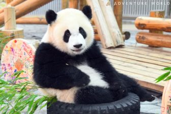 《パンダが帰国》アドベンチャーワールドのジャイアントパンダ4頭「まもなく中国へ」飼育員が涙で綴った「贈る言葉」