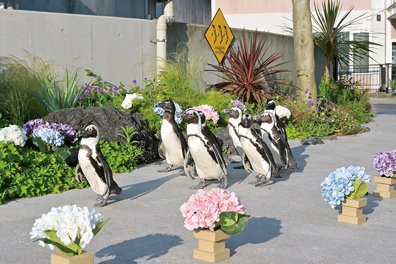 ケープペンギンがあじさいに彩られた道をパレード