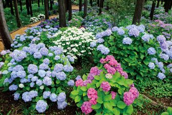 《あじさい絶景巡り》寺、池、乗り物、イベントにスイーツ!とっておきの立ち寄りスポットを紹介