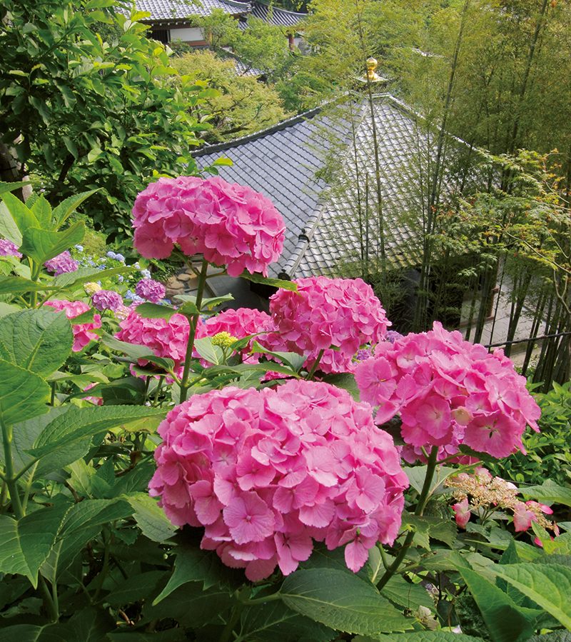 長谷寺