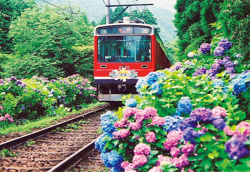 箱根登山電車のあじさい電車