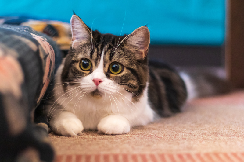 猫